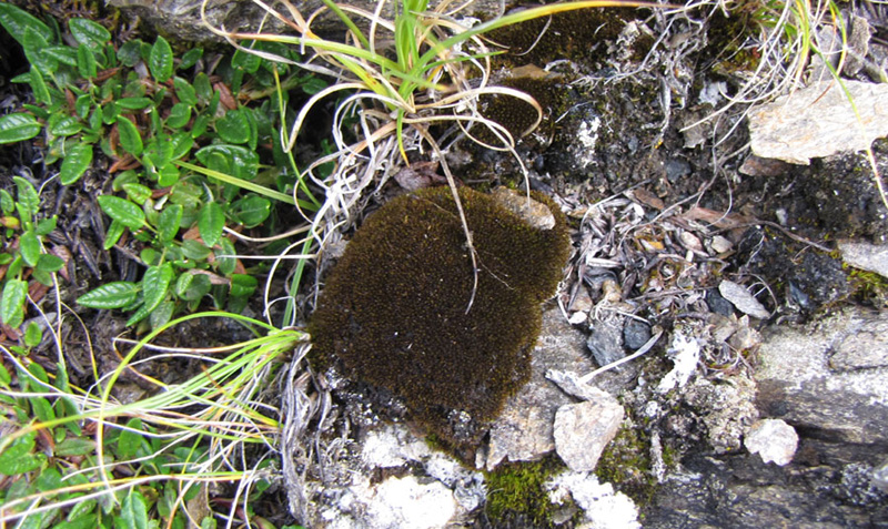 Didymodon asperifolius